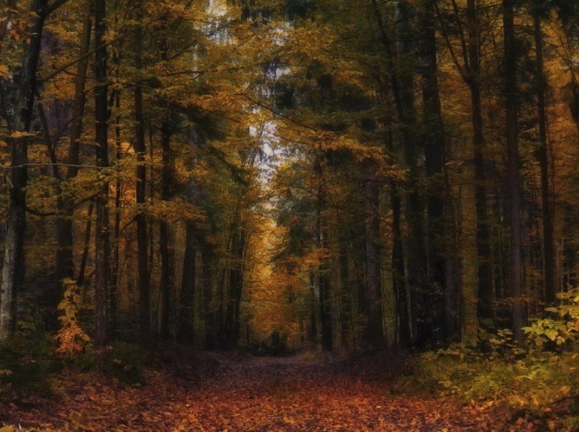 European forest, the inspiration behind the Vienna Woods name